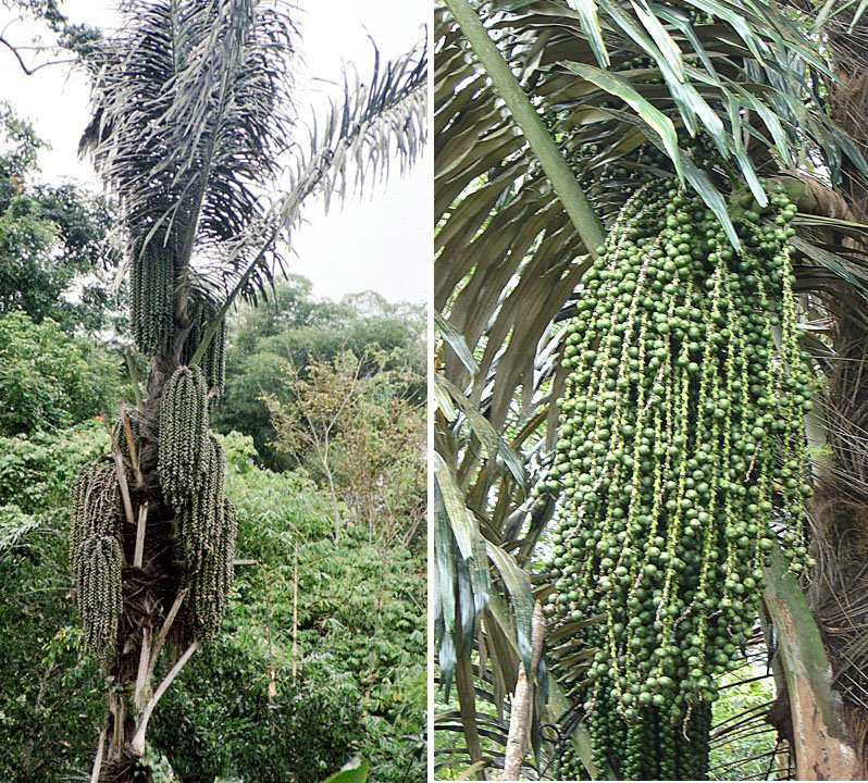 Implementasi Biodiesel B40 di Sulawesi Utara